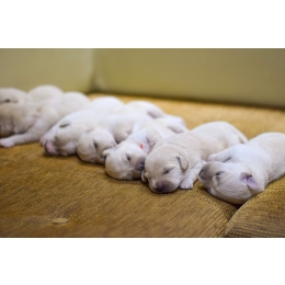 Rozwój szczeniaka – jak wyglądają poszczególne etapy?