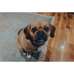 Puggle – najważniejsze informacje o krzyżówce mopsa i beagle'a