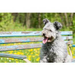 Pumi – węgierski pies pasterski. Encyklopedia ras psów