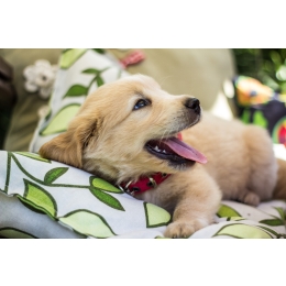 Ile śpi szczeniak? Dlaczego młode psy potrzebują dużo snu?