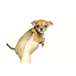 Jakie mleko dla szczeniaka? Czy można podawać zwykłe?