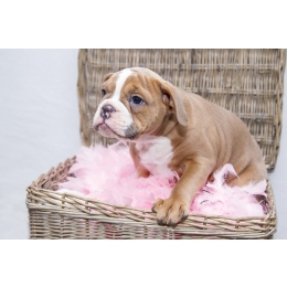 Leki przeciwbólowe dla psa i kota – czy możemy coś podać samemu?