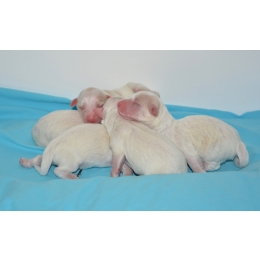 Ciąża u psa – ile trwa i jak ją rozpoznać? Informacje, które mogą się przydać