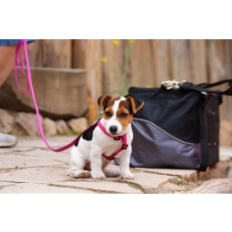 Zalety i wady szelek i obroży. Co wybrać dla szczeniaka?