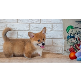 Pierwsze dni szczeniaka w nowym domu – jak się przygotować?