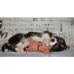 Najlepsze zabawki dla szczeniaka – jakie warto kupić?