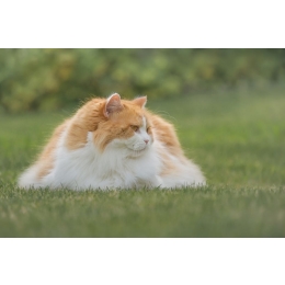 Jaki jest najbardziej puszysty kot na świecie? Poznaj top 7 najbardziej puszystych ras kotów i tajniki ich pielęgnacji