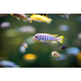 Pyszczaki - różnorodne i kolorowe ryby w twoim akwarium