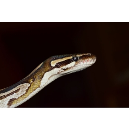 Pyton królewski – najważniejsze informacje o gatunku