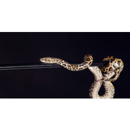 Pyton tygrysi - kompletny opis gatunku