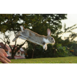 Rabbit hopping - idealna aktywność dla królików?