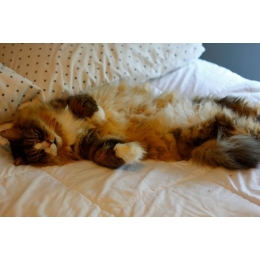 Kot Ragamuffin, czyli potomek ragdolla