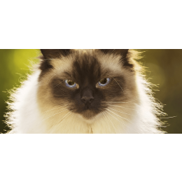 Ragdoll - charakterystyka, pielęgnacja, zdrowie (Encyklopedia kotów)