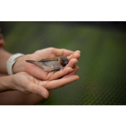 Ranny ptak - co robić? Jak pomóc?