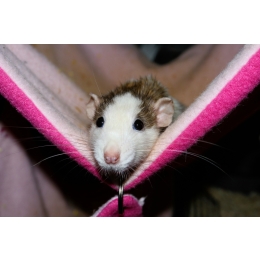 Najczęstsze choroby szczurów – na co zwracać uwagę