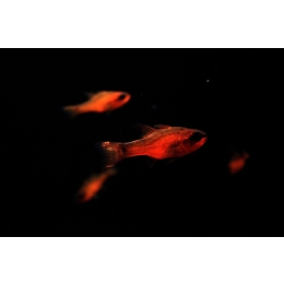 Razbora borneańska mała rybka z Borneo - najważniejsze informacje