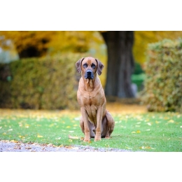Rhodesian ridgeback (afrykański pies na lwy) – pies z pręgą na grzbiecie – Encyklopedia ras