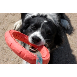 Top 3 zabawki dla psa niszczyciela