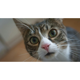 Ropiejące oczy u kota: czym przemywać i jak wyleczyć?