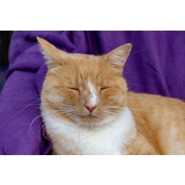 Czym jest i jak leczyć ropień u kota?