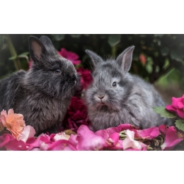 5 trujących roślin dla królika, chomika i innych gryzoni