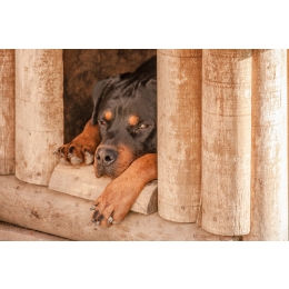 Jak samodzielnie zrobić budę dla psa? Sposób wyściełania i ocieplania budy