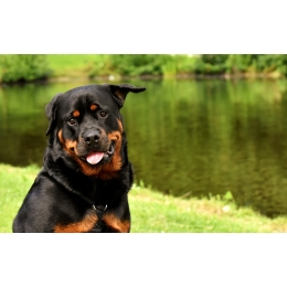 Rottweiler – najważniejsze informacje o rasie