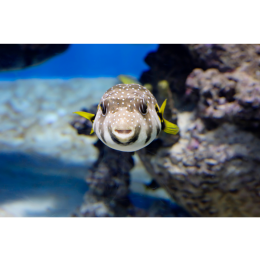 Rozdymki - co musisz wiedzieć przed rozpoczęciem hodowli?