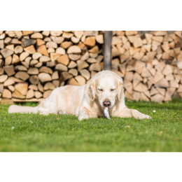 Czy pies może jeść rybę? Wszystko, co musisz wiedzieć o rybnej diecie psa