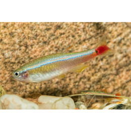 Kardynałek chiński – najważniejsze informacje o gatunku