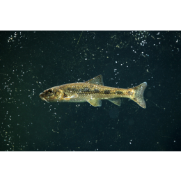 Kiełb - spokojna ryba polskich rzek, a czy może być też w akwarium?
