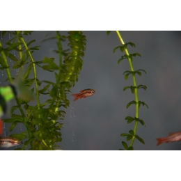 Czy i jak śpią ryby w akwarium? Po czym poznać, że ryba śpi?