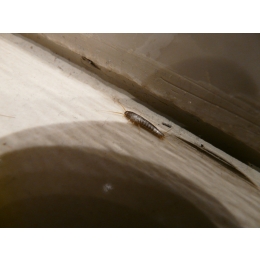 Rybiki, czyli srebrne robaki w łazience - środki, zwalczanie, pochodzenie