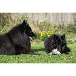 Czy ryby dla psa są konieczne w jego diecie?