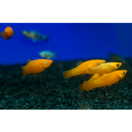 Molinezja - podstawowe porady o hodowli tej rybki