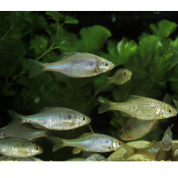 Różanka pospolita - kolorowe urozmaicenie akwarium