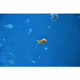 Najpopularniejsze rybki słodkowodne. Sprawdź co je wyróżnia i charakteryzuje