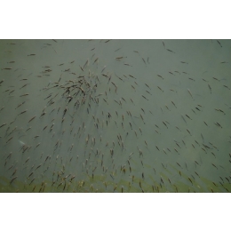 Tarło ryb - najważniejsze informacje i terminy