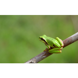Rzekotka zielona – najważniejsze informacje