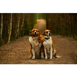 Bernardyn – najważniejsze informacje o rasie