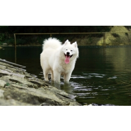 Samojed (Samoyed) - charakterystyka, pielęgnacja, zdrowie ( Encyklopedia psów )