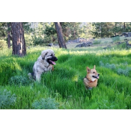 Sarplaninac (owczarek jugosłowiański) – Encyklopedia psów