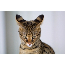 Kot savannah – pochodzenie, wygląd, charakter i pielęgnacja