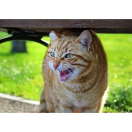 Jakie odgłosy wydają koty i co one oznaczają?