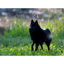 Schipperke - najważniejsze informacje o rasie. Encyklopedia psów