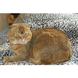 Kot szkocki zwisłouchy – najważniejsze informacje o rasie