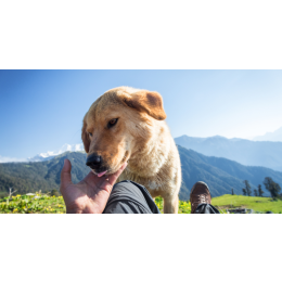 Czym jest ser himalajski dla psów i czy warto go im podawać?