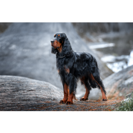 Seter szkocki (gordon) - Encyklopedia ras psów