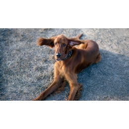 Seter irlandzki – najważniejsze informacje o rasie