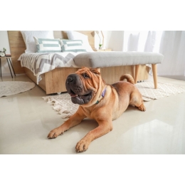 Shar pei  (Szarpej) – najważniejsze informacje o rasie